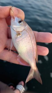 久しぶりの霞ケ浦釣行からのキス釣り！