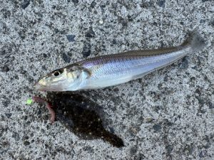 話題のキス釣果