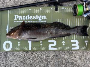 メバルが絶好調だと？？？