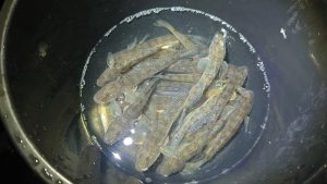 極寒のナイトハゼ釣行