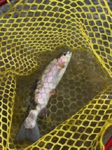 初の管釣り！