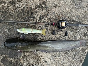 まさかの魚