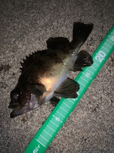 出張前のお遊びフィッシング🎣①