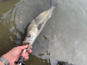 出勤前シーバス釣行