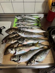 アジビシ釣れたみたいです！