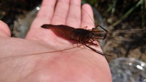 朝から手長エビ釣行。そして、あの人も参戦！