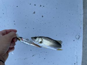 シーバス上流調査