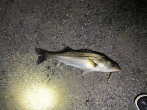 隙間時間シーバス釣行