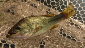 霞ヶ浦釣行からの管釣り！