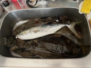 今度はヒラメ釣りに行かれたみたいです！