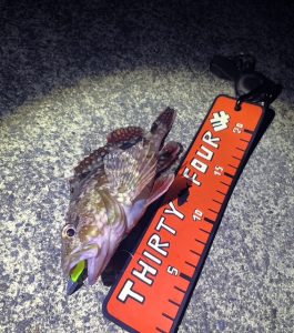 きゃわ根魚と値下げ情報！