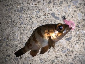 気になったら使ってみますよね。