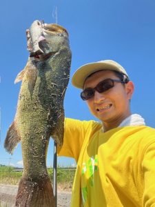 ヴィヴィダスいいかも？？