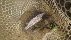 よーやく、あの管釣りへ！