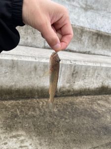 お手軽なハゼ釣り