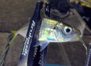 アジ釣れてます☆