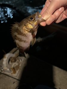 スタッフ亀岩のライトゲーム釣果♪