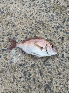 堤防サビキも魚種豊富に!