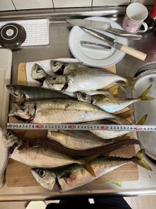 アジビシもまだ釣れてるみたい!