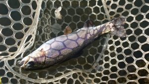 そろそろエリアトラウトシーズンです!