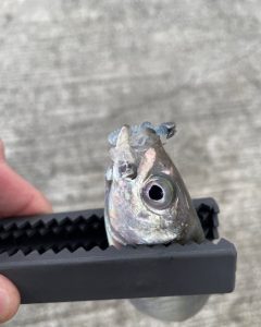 デイアジング!!