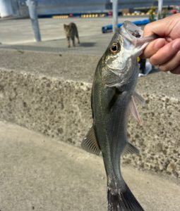 またまた島へ★