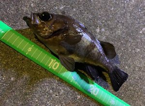 メバリング絶好調😁