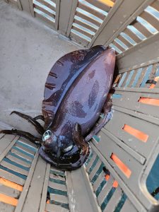 ティップランえぇ~感じ🦑