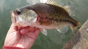 秋の連続釣行！1日目・2日目。
