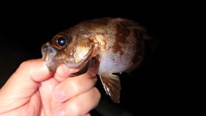 超久々のメバル釣りへ！