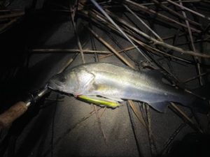 久しぶりのシーバス