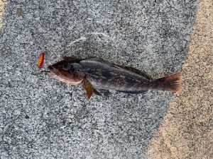 アイナメ調査からのメバリング