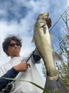 カスミ産シーバス(笑)