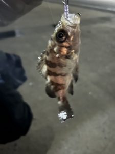 癒しのメバリング