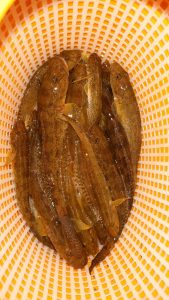 まだまだハゼ釣れていますよ～