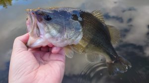 冬の管釣り釣行！