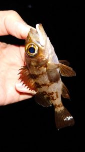 大船渡リベンジ釣行！