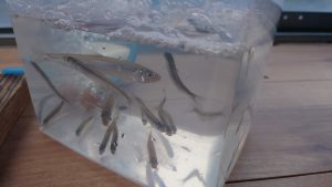 修行のワカサギ