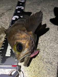 激渋の堤防でかメバル