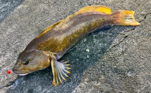 ロックフィッシュ調査兵団【in釜石：爆風＆雪でも頑張る編】