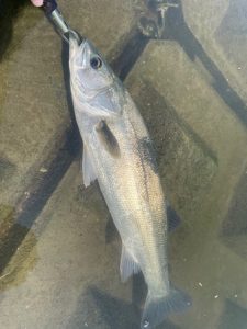 2025年の思い出(魚)5選 大槻ばーじょん