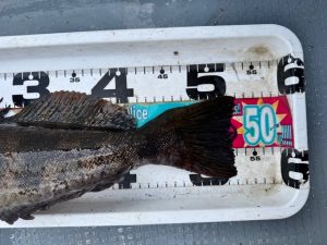 ロックフィッシュ調査兵団【in久慈：大寒波で修行編】