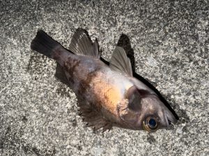 吉と出るか凶と出るかの場所移動🎣