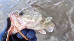 トラウト管釣り練習のはずが・・・