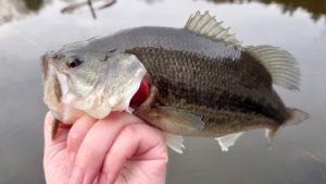 再び管釣りへ★