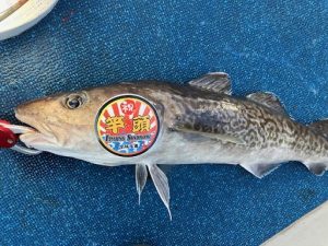 サキイトーのタラ釣果