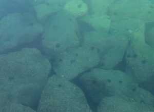 ロックフィッシュ調査兵団【in陸前高田：なんとか釣ったった編】