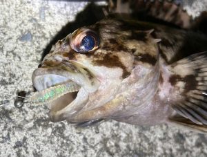 シッブゥ～～～！