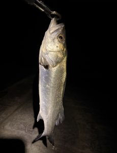 鳴瀬川河口にて・・・