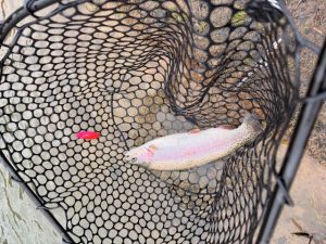 放流無しでも100匹超え！レンジ選択がカギとなった1日